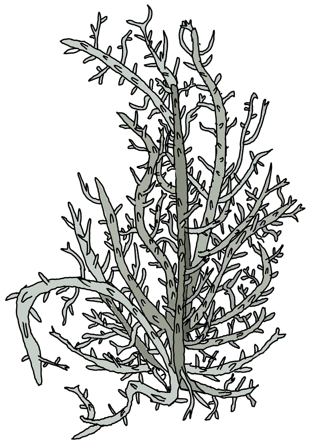 Usnea image